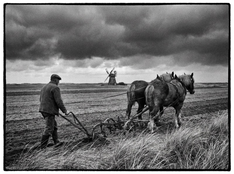 Historisches Foto: Feldarbeit mit Pferden