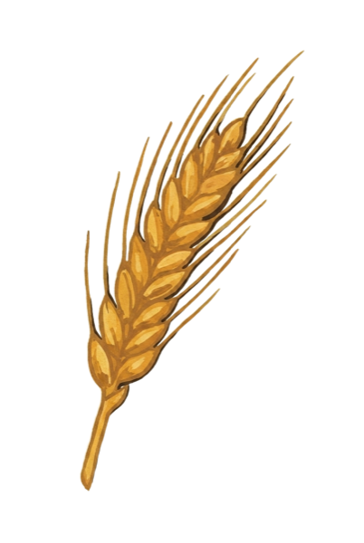 Weizenähre
